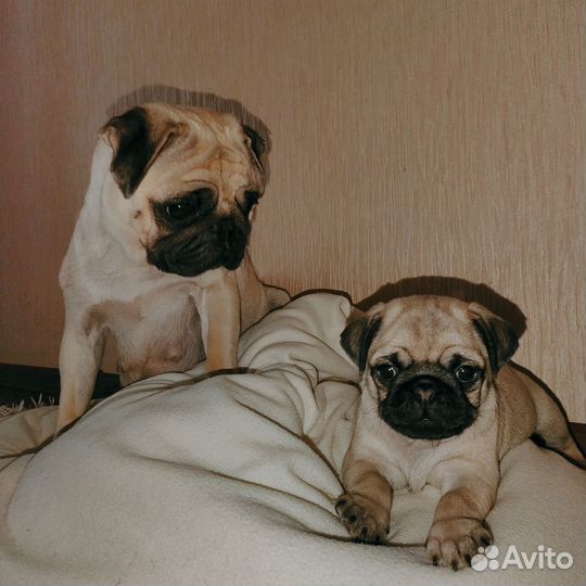 Щенок мопса-девочка