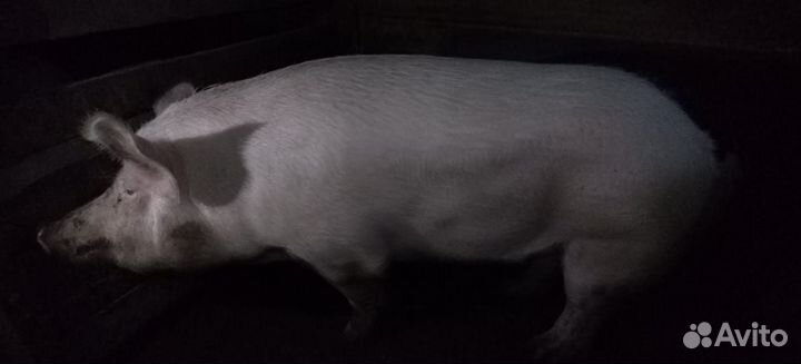 Свиноматки