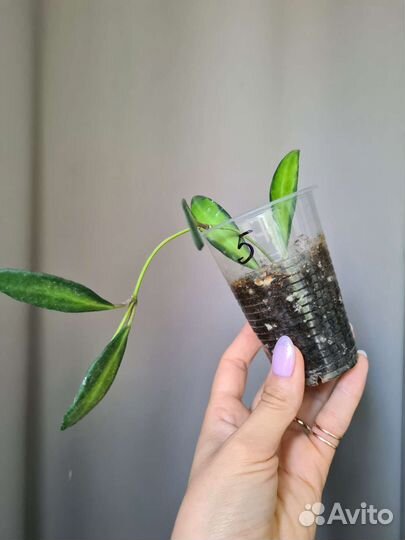 Хойя Буртони вариегата Hoya Burtoniae Var