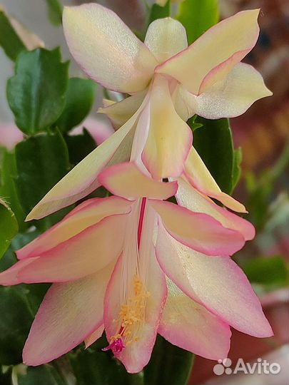 Декабристы сортовые