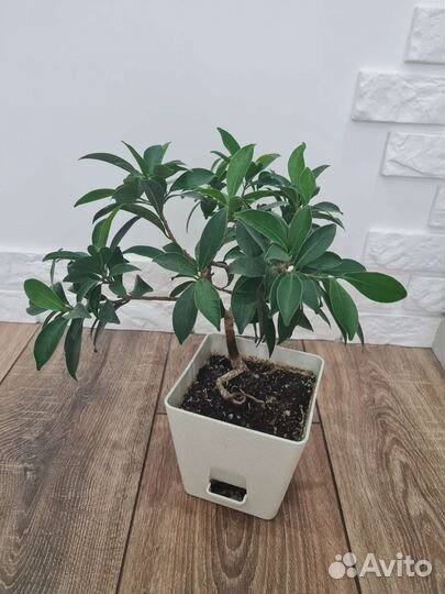 Бонсай Фикус Ретуза Фиброза