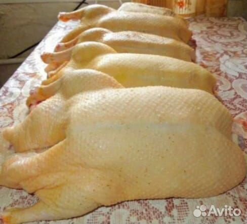 Гуси общипаные