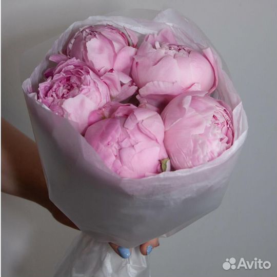 Пионы оптом