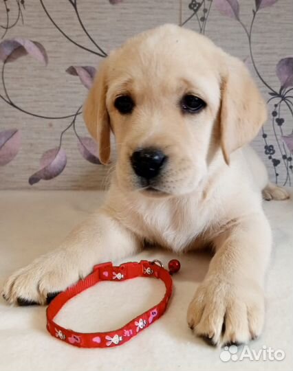 Щенки лабрадора