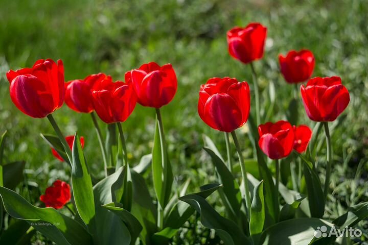 Тюльпаны крымские сортовые высокие красные
