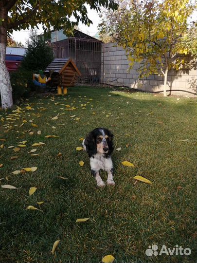 Вязка русский охотничий спаниель