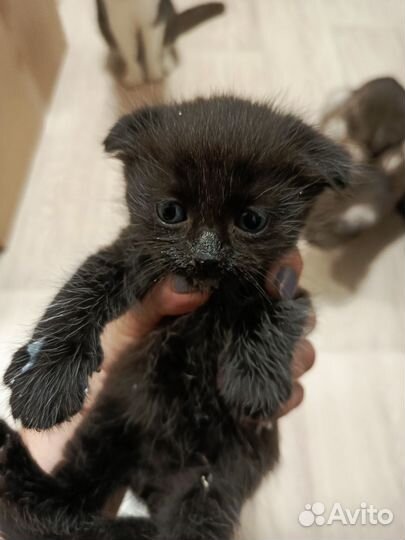 Котята Шотландсие