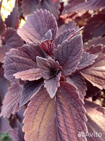 Колеусы вегетативные