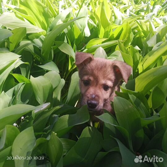 Собака в добрые руки щенок