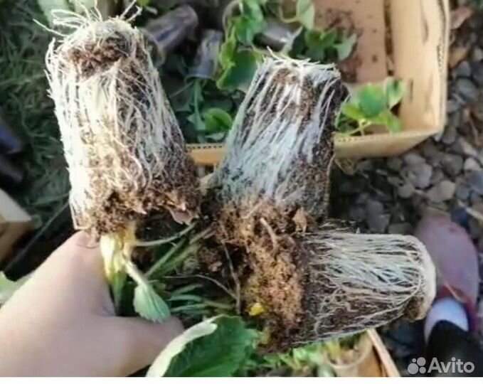 Саженцы клубники (земляники садовой)