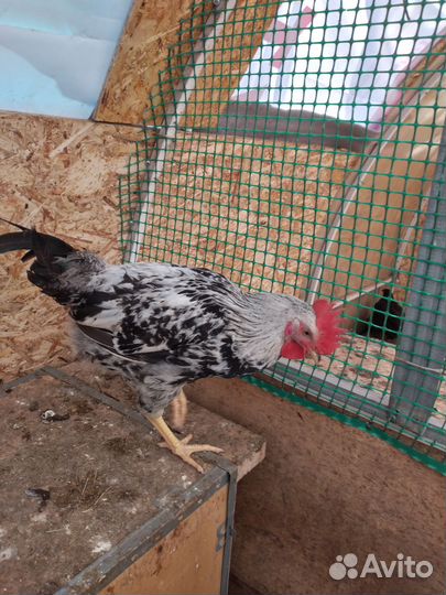 Петушки молодые