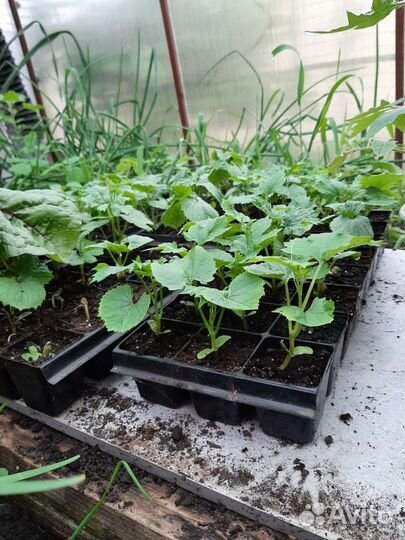 Мамордика рассада
