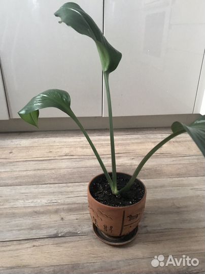 Лилия Эухарис с керамическим горшком