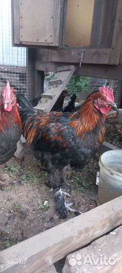 Петухи породы маран