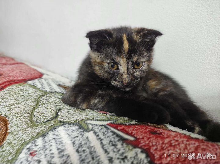 Котенок, девочка, Марго, вислоухая