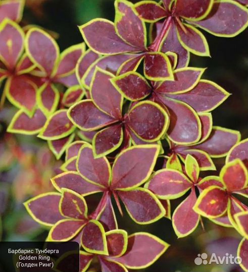 Барбарис, Барбарис Тунберга Golden Ring (Голден)