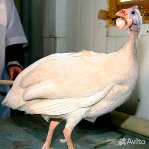 Цесарята