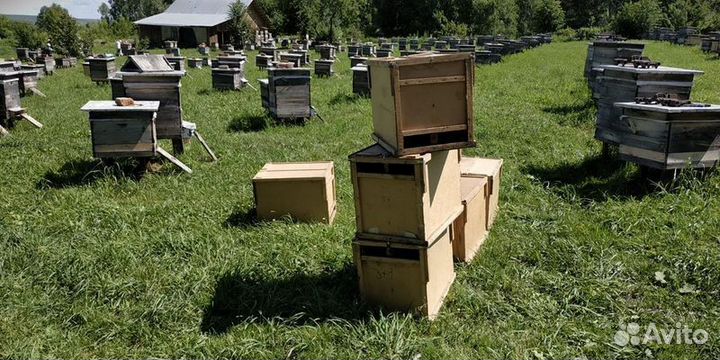Пчелы Пчелопакеты. Карпеткам Каринка Белфаст