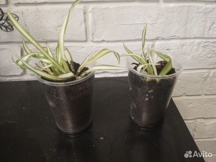 Хлорофитум