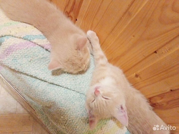 Кошка в дар бесплатно