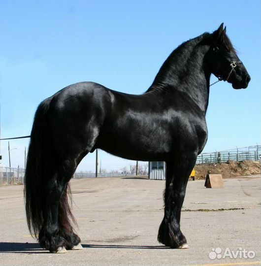 Аренда лошади Французский першерон