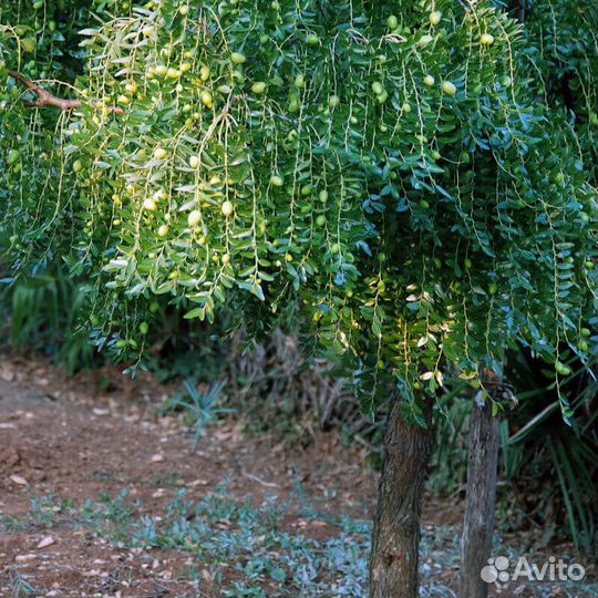 Саженцы унаби. Привиты на холодостойких подвоях