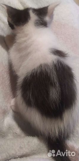 Кот в дар бесплатно