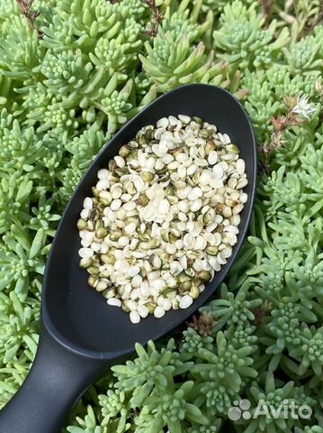 Ядра конопли, вкуснейшие очищенные семена купить в Санкт-Петербурге ...