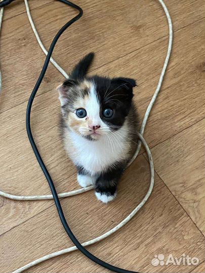 Котёнок Шотландский вислоухий