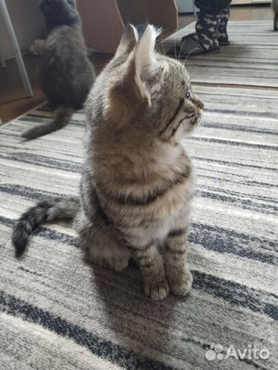 Котенок в дар бесплатно