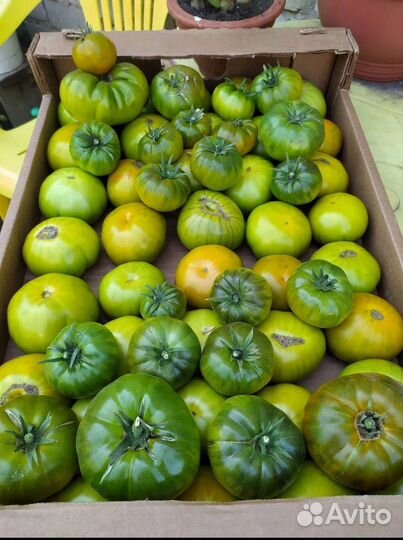 Семена томатов