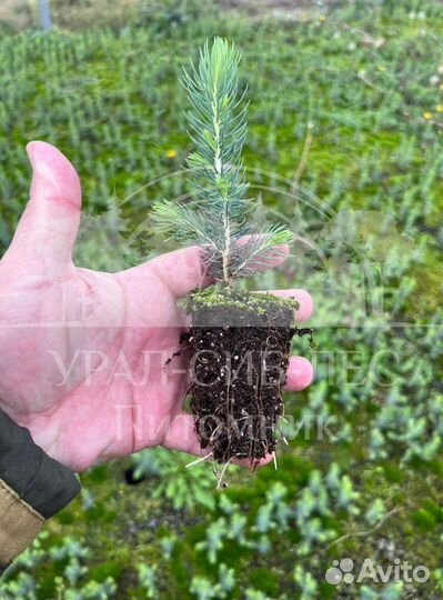 Голубая ель зкс сеянцы