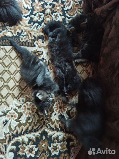 Котята мейн-кун