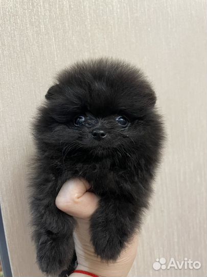 Померанский шпиц мини