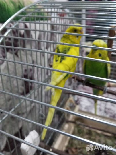 Волнистый попугай