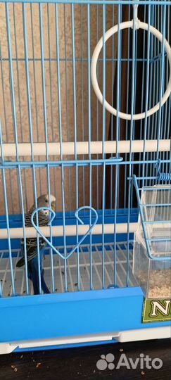 Волнистый попугай с клеткой