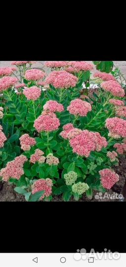 Седум, многолетняя садовая ромашка, флоксы