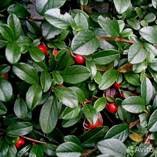 Кизильник блестящий (живая изгородь)