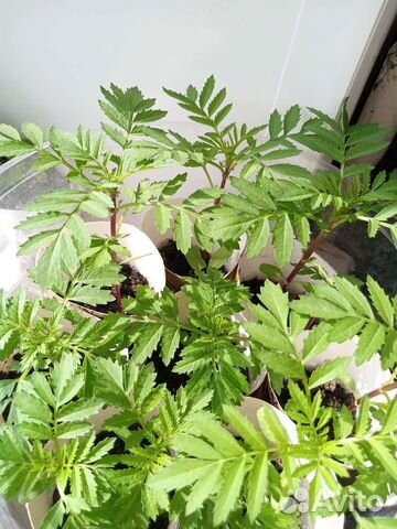 Бархатцы, астры рассада