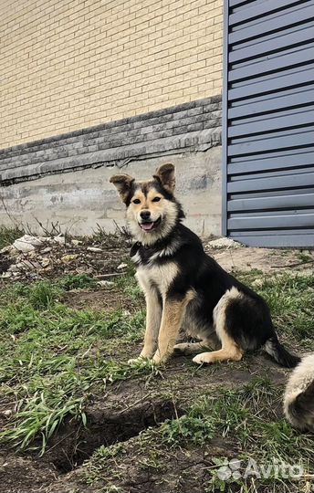 Собачки девочки