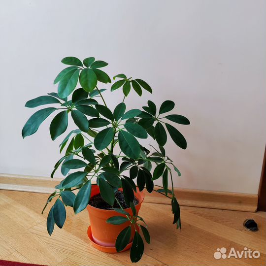 Шефлера