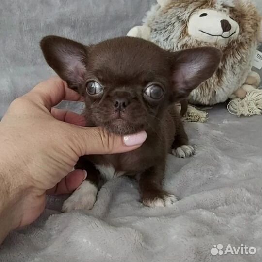 Мини мальчик