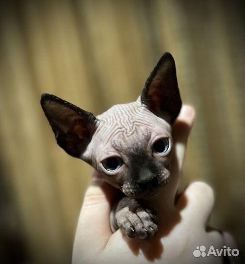 Канадский сфинкс