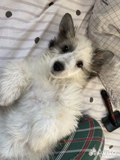 Девочка пушистик