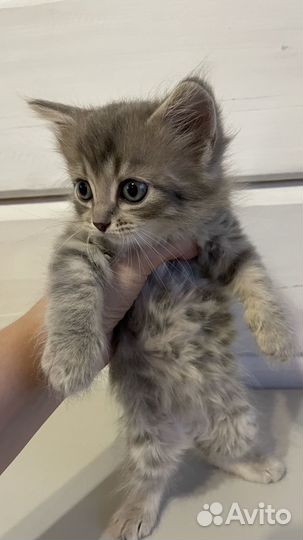 Серый котенок