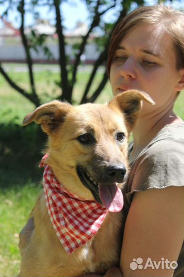 Собака в добрые руки