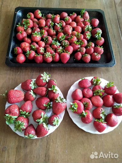 Рассада клубники Альбион, Азия