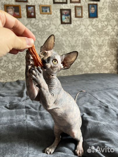 Канадский сфинкс котенок
