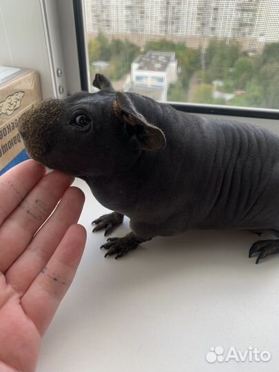 Морская свинка вязка скинни