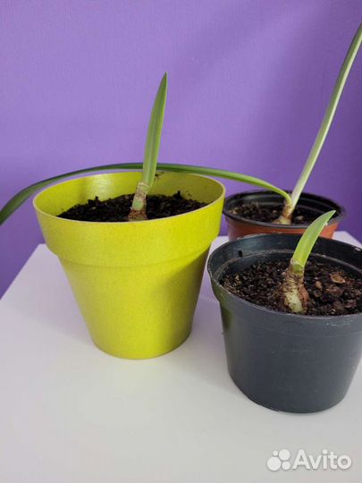 Гиппеаструм амариллис красный